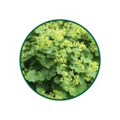 1 Kg. Aslan Pençesi Çayı