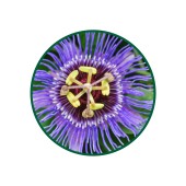 1 Kg. Çarkıfelek Çayı