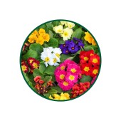 1 Kg. Çuha Yaprağı Çayı