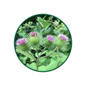 1 Kg. Dulavrat Otu Çayı