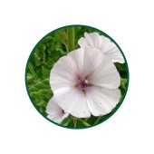 1 Kg. Hatmi Çiçeği Çayı