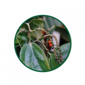 1 Kg. Karabiber Çayı