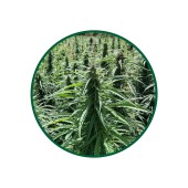 1 Kg. Kenevir Tohumu Çayı