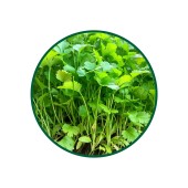 1 Kg. Kişniş Tohumu Çayı