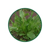 1 Kg. Labada Kökü Çayı