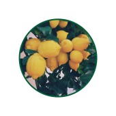 1 Kg. Limon Kabuğu Çayı