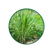 1 Kg. Limon Otu Çayı