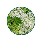 1 Kg. Mürver Çiçeği Çayı