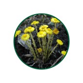 1 Kg. Öksürük Otu Çayı