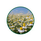 1 Kg. Papatya Polen Çayı