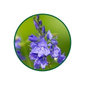 1 Kg. Peri Yavşanı Çayı