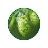 1 Kg. Şerbetçi Otu Çayı