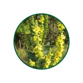 1 Kg. Sığır Kuyruğu Çayı