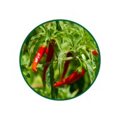 Acı Biber Toz Ekstresi