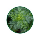 Acı Pelin Toz Ekstresi