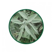 Adaçayı Toz Ekstresi