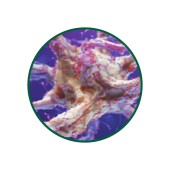 Alfa Gliserofosfokolin Toz Ekstresi