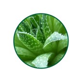 Aloe Vera Toz Ekstresi