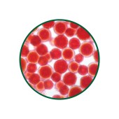 Astaksantin Toz Ekstresi