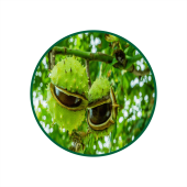 At Kestanesi Süperkritik Yağı 1 Lt.