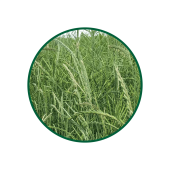 Ayrık Otu Süperkritik Yağı 1 Lt.