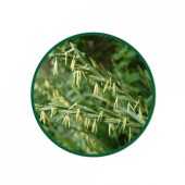 Ayrık Otu Toz Ekstresi