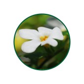 Bacopa Monnieri Toz Ekstresi