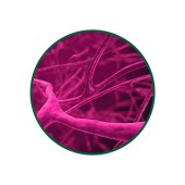 Betain (TMG) Betaine ANHYD 98% Toz Ekstresi