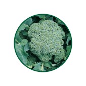 Brokoli Toz Ekstresi