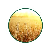 Buğday Filiz Toz Ekstresi