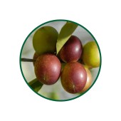 Camu Camu Toz Ekstresi