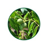 Ceviz Yaprağı Tozu