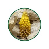 Cistanche Toz Esktresi