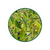 Çitlembik Toz Ekstresi