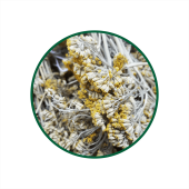 Civan Perçemi Süperkritik Yağı 1 Lt.