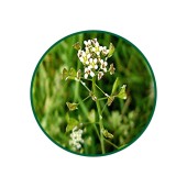 Çoban Çantası Tozu