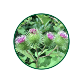 Dulavrat Otu Süperkritik Yağı 1 Lt.