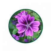 Ebegümeci Toz Ekstresi