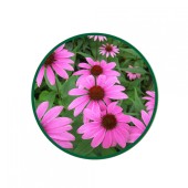 Ekinezya Toz Ekstresi