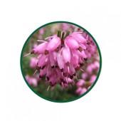 Funda Yaprağı Toz Ekstresi