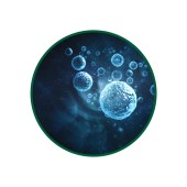 Glutatyon Toz Ekstresi