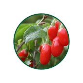 Goji Berry Toz Ekstresi