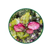 Horopito Toz Ekstresi