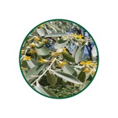 İğde Tozu Toz Ekstresi