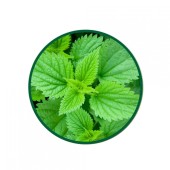 Isırgan Toz Ekstresi