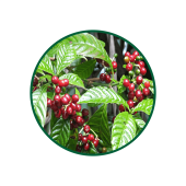 Kahve Süperkritik Yağı 1 Lt.