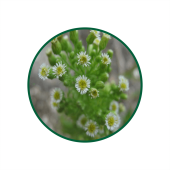 Kanada Şifa Süperkritik Yağı 1 Lt.