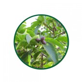 Kara Halile Toz Ekstresi