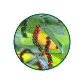 Karabiber Süperkritik Yağı 1 Lt.