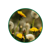 Karahindiba Süperkritik Yağı 1 Lt.